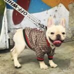 GG SUPER - CAMPERA - Imagen 4