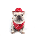 Supreme harness set