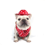 Supreme harness set